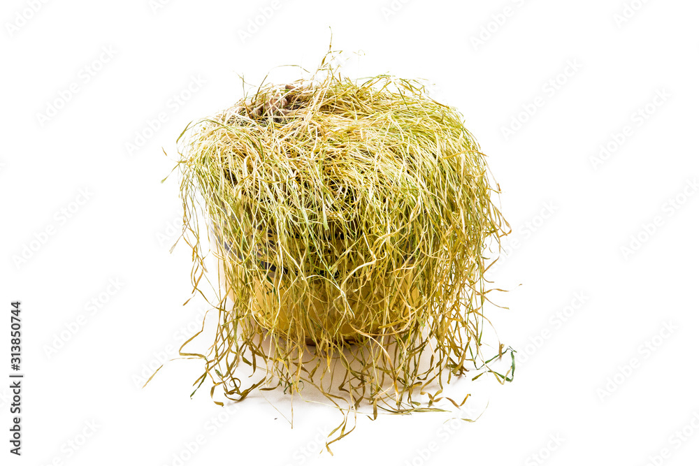Dried grass isolated on a white background