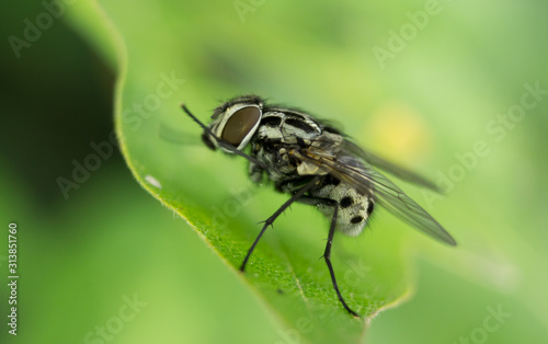 closeup of a fly on leaf