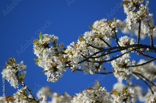 apple tree blossoms in spiring