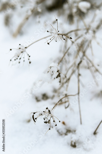 dry plants under snow in winter in a frosty wild field
