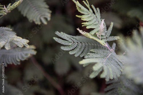 Leaves of acacia Corniger close-up. A tree with very small leaves. photo