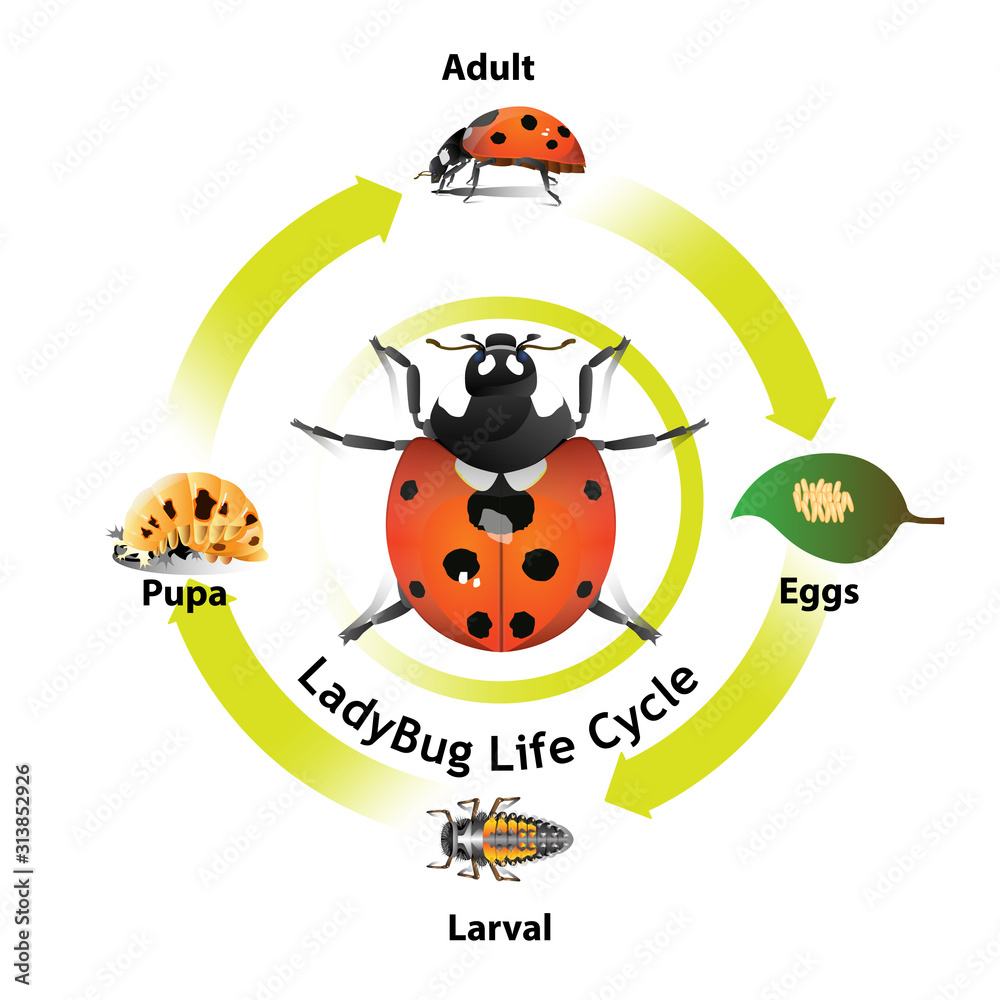 Fototapeta premium Ladybug life cycle object vector for graphic design or artist.
