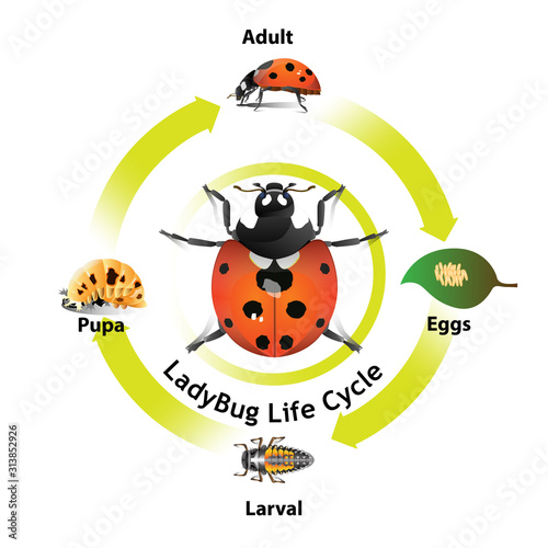 Ladybug life cycle object vector for graphic design or artist.