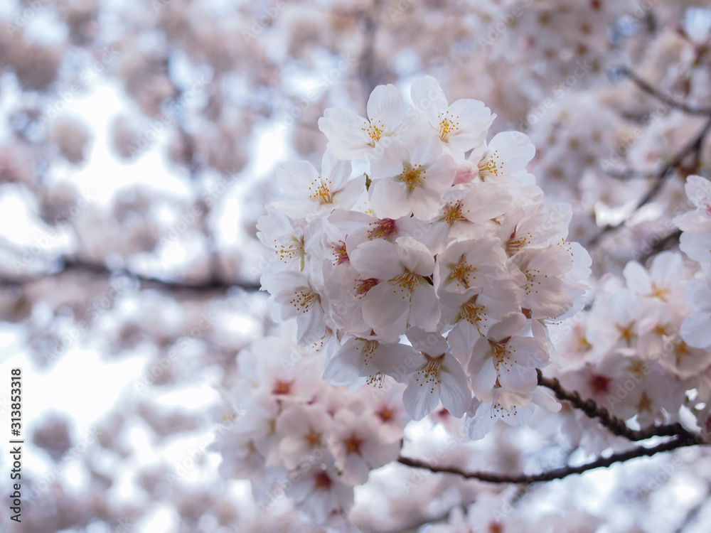 満開の桜のアップ