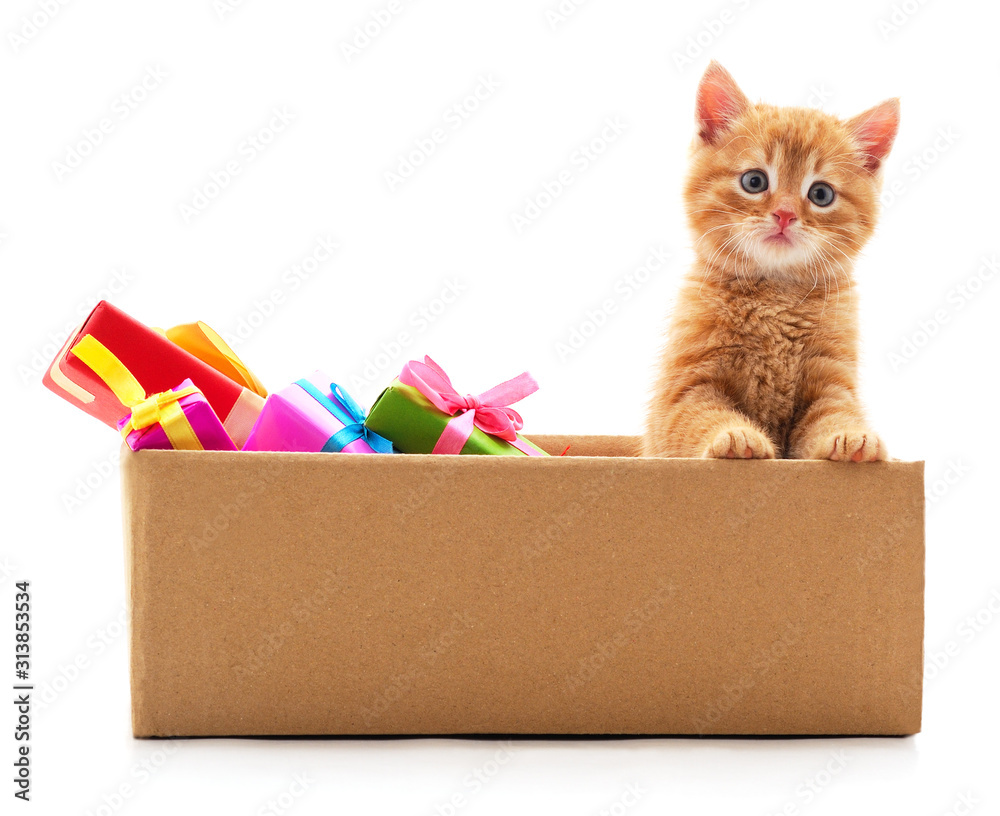 Little cat in the box with a gifts.