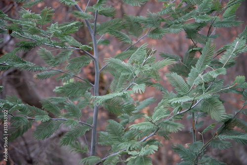 Leaves and trunks of young trees, acacia Corniger close-up. photo