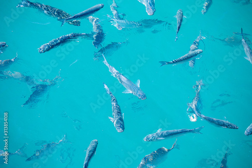 Shoal of fish in seawater, many sea fishes top view, fry in the sea, sea fishes on the water surface, on the surface of the sea water aquamarine azure reflection turquoise blue abstract background