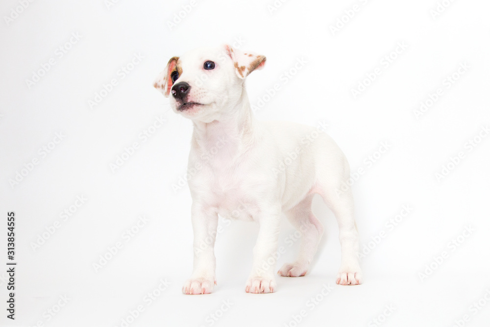 Jack Russell Terrier puppy on white background