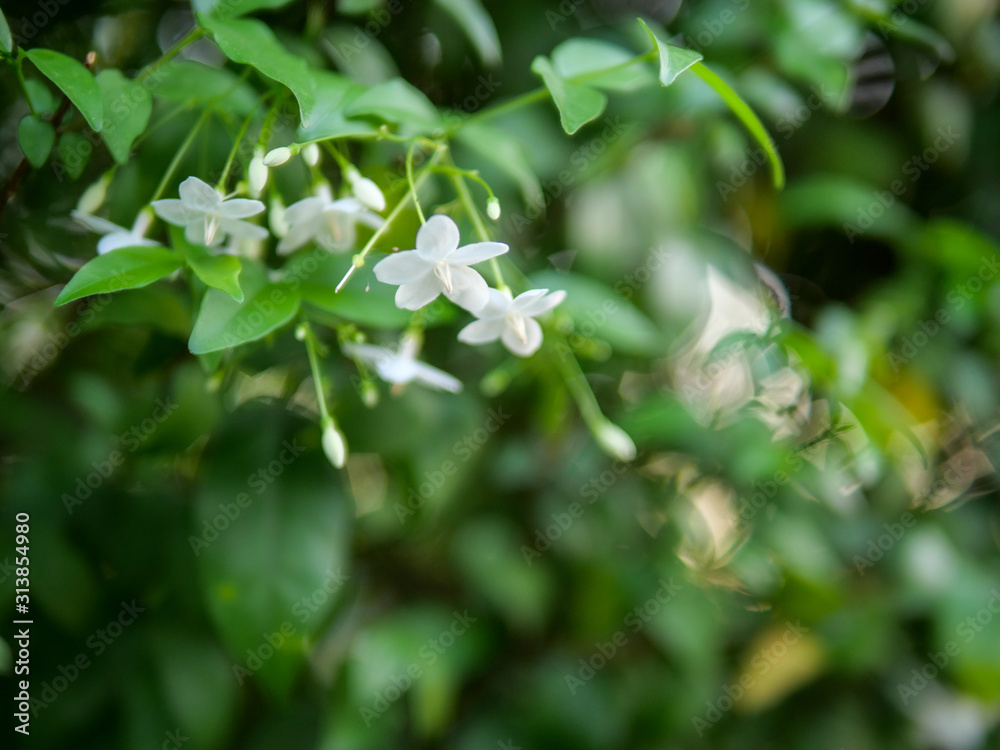 Jasmine with green leaf background Jasmine with green leaf background