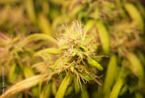 Green marijuana plants focus background