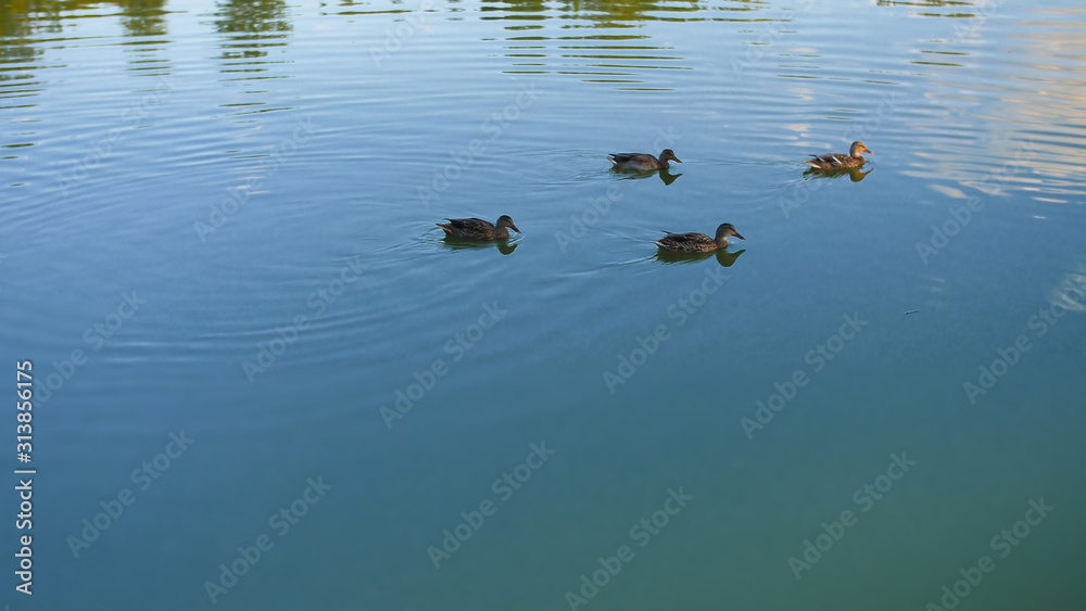 Patos no lago Patos no lago