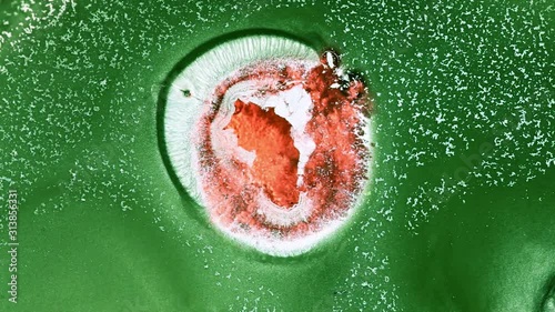 Growth of bacteria in a Petri dish