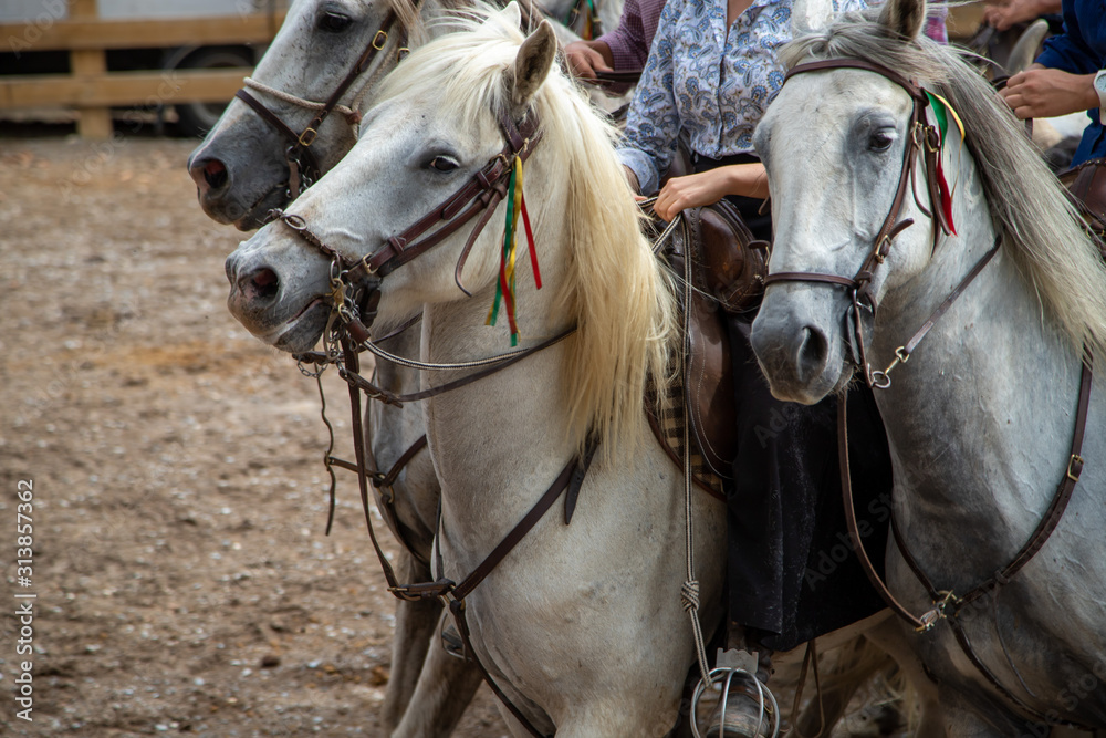 Obraz premium Chevaux blancs