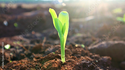 Corn seedlings with sunlight Thailand