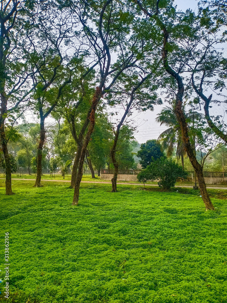 Picture of tree over green grass in Bangladesh Picture of tree over green grass in Bangladesh