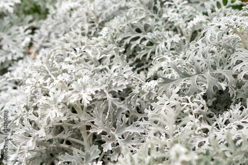 Cineraria acanthifolia as a natural background. (lat. Jacobaea maritima, Cineraria calvescens, Cineraria canadensis, Othonna maritima) Close up, macro photo