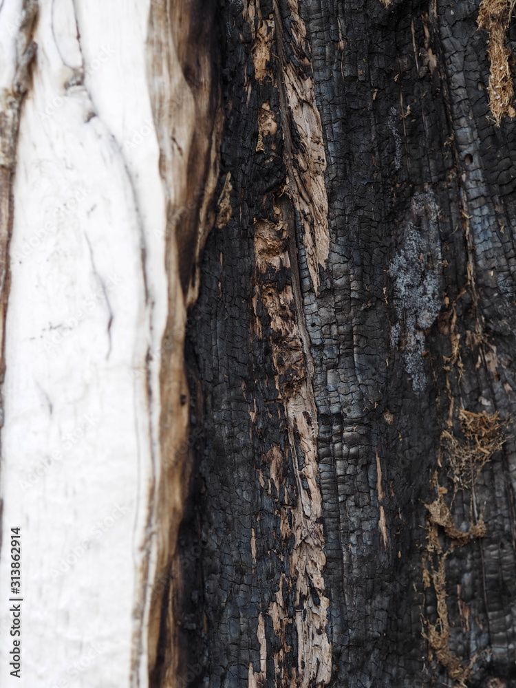 Fototapeta premium Bark and textured background of an ancient tree. Countryside. Exotic bark.