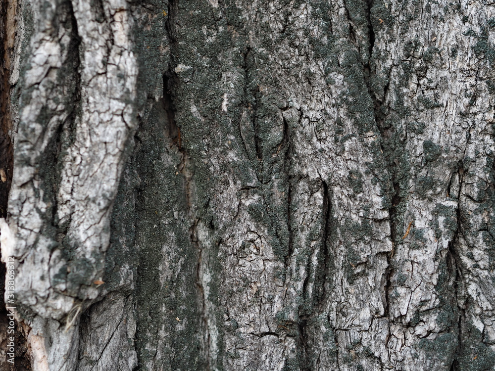 Bark and textured background of an ancient tree. Countryside. Exotic bark. Bark and textured background of an ancient tree. Countryside. Exotic bark.