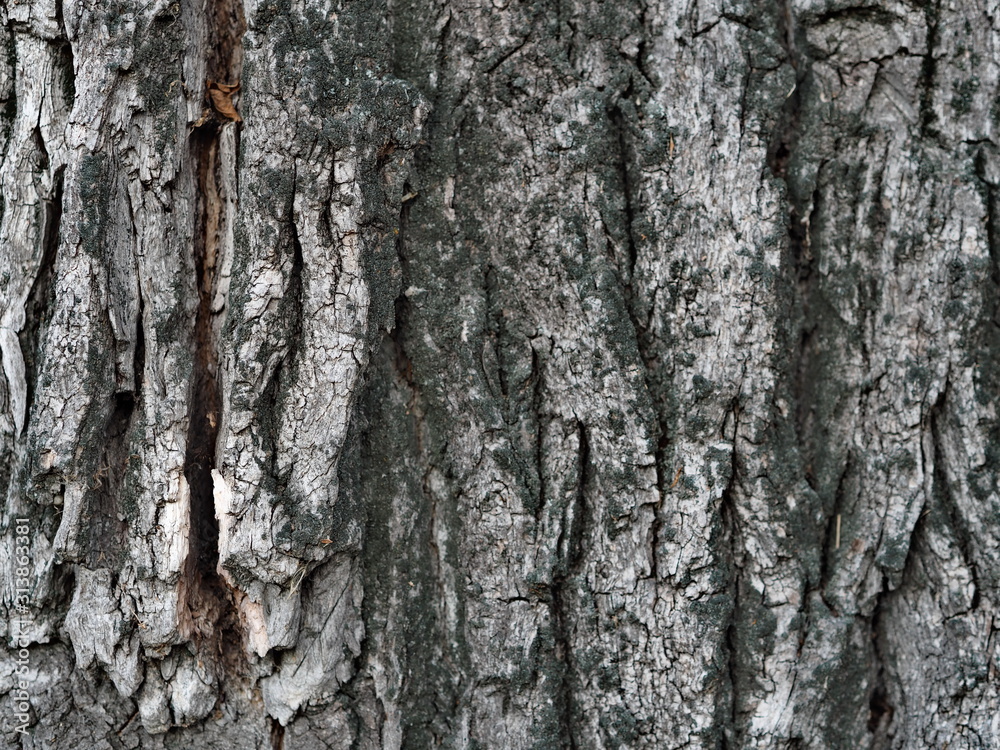 Bark and textured background of an ancient tree. Countryside. Exotic bark. Bark and textured background of an ancient tree. Countryside. Exotic bark.