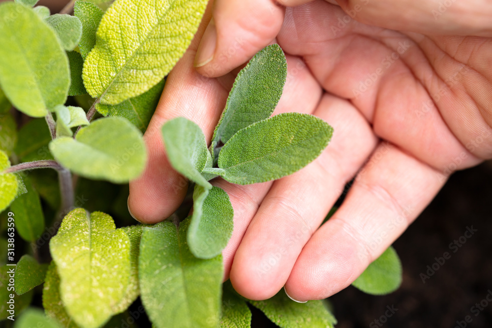 fresh herbal sage in a plant pot in the garden fresh herbal sage in a plant pot in the garden