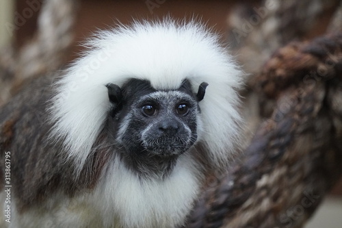 cotton top tamarin