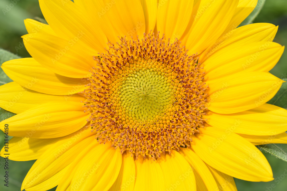 Closeup of a sunflower showing the ray florets, or petals, and disc florets with green background Closeup of a sunflower showing the ray florets, or petals, and disc florets with green background