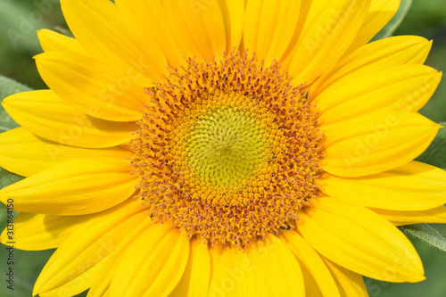 Konstfotografi Closeup of a sunflower showing the ray florets, or petals, and disc florets with