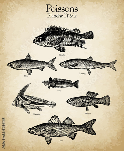 Gravures anciennes poissons N°8/12