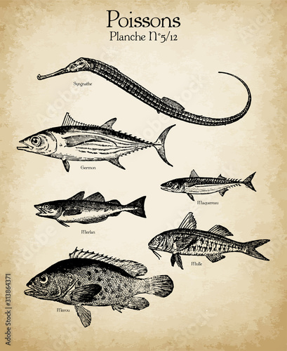 Gravures anciennes poissons N°5/12