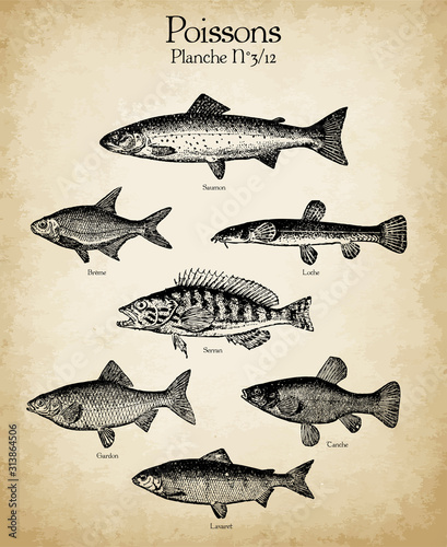 Gravures anciennes poissons N°3/12