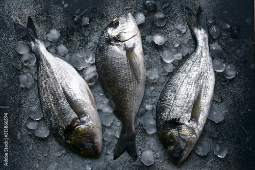 Raw chilled dorado fish on an ice cubes. Top view with copy space. photo