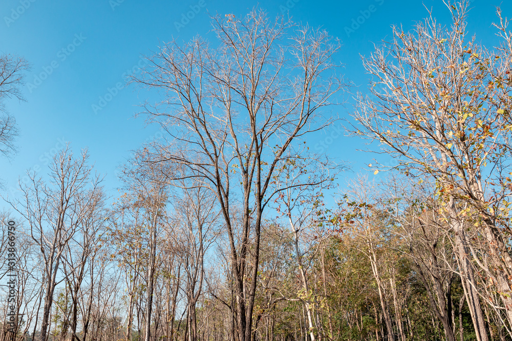 A tree without leaves on a clear blue sky. A tree without leaves on a clear blue sky.
