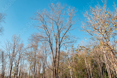 A tree without leaves on a clear blue sky.