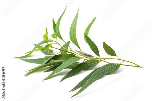 eucalyptus branch