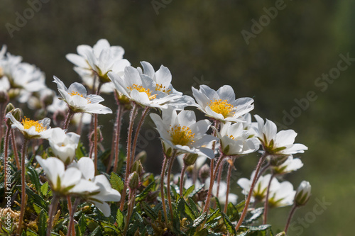 group of ranunculus alpestris, crowfoot flowers