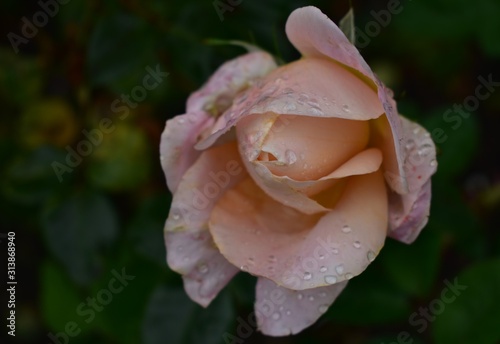Rosa, Jardin Botanico, Quito Ecuador