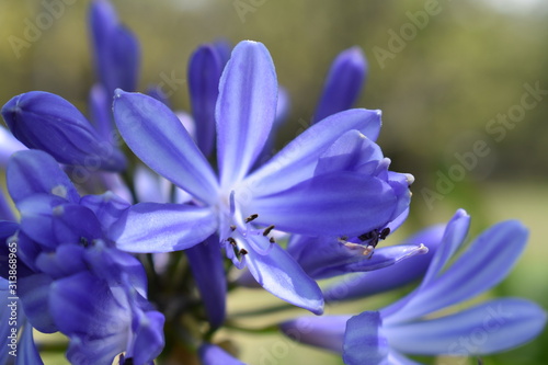Flor de parque