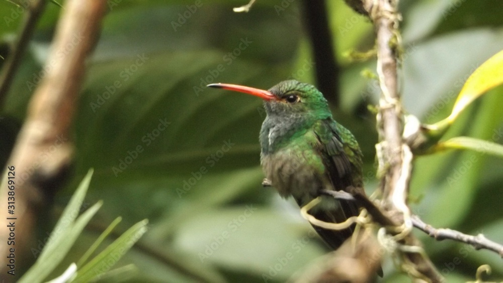 Fototapeta premium Pichón de Colibrí, Mindo Ecuador