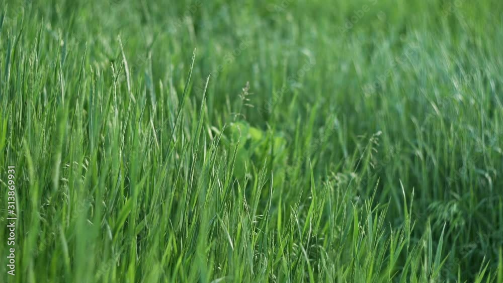 Wild green grass swaying on wind in spring meadow, soft focus Wild green grass swaying on wind in spring meadow, soft focus
