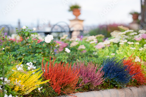 Calluna vulgaris (various colors) on the edge of a flowerbed, in a garden.