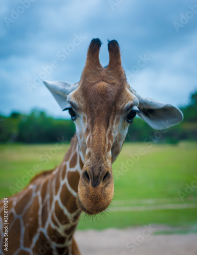 Photography portrait of giraffe