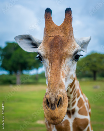 Canvas Print portrait of giraffe