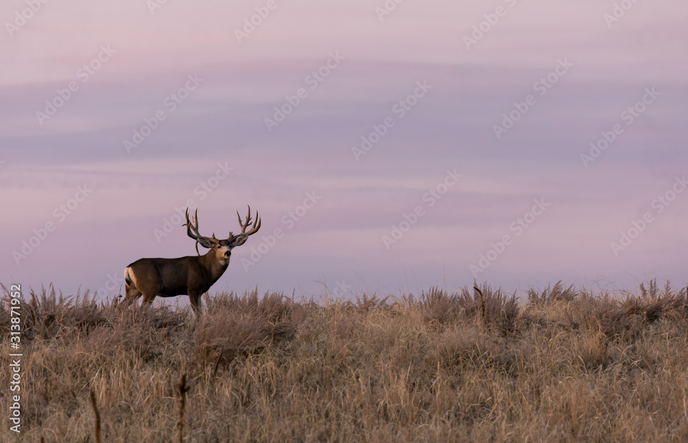 Fototapeta premium Mule Deer Buck at Sunrise During the fall Rut in Colorado