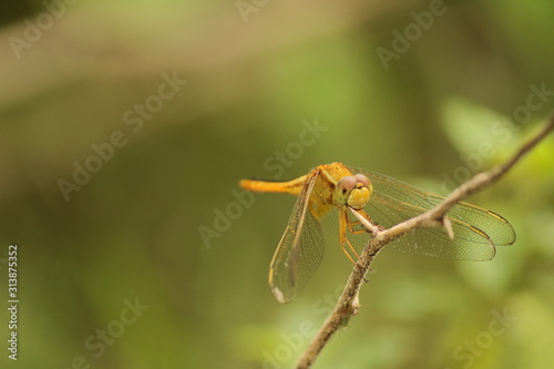 yellow dragonfly on stick © Muthukumar