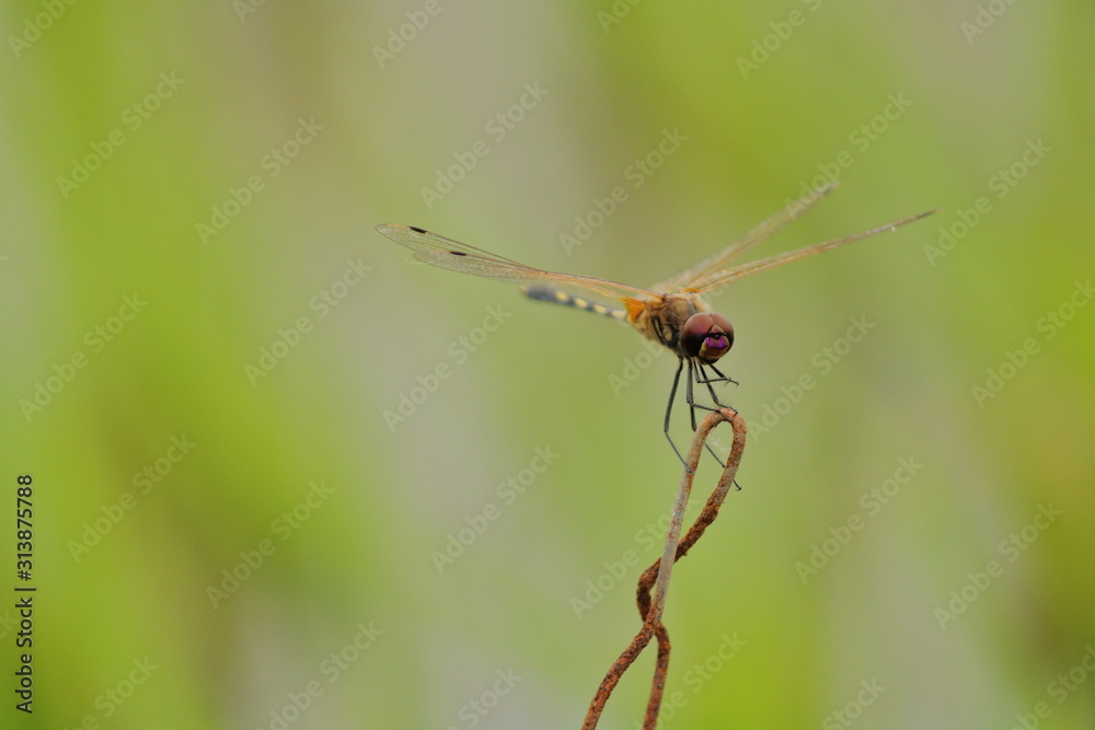 scarlet darter red dragonfly sitting on stick scarlet darter red dragonfly sitting on stick