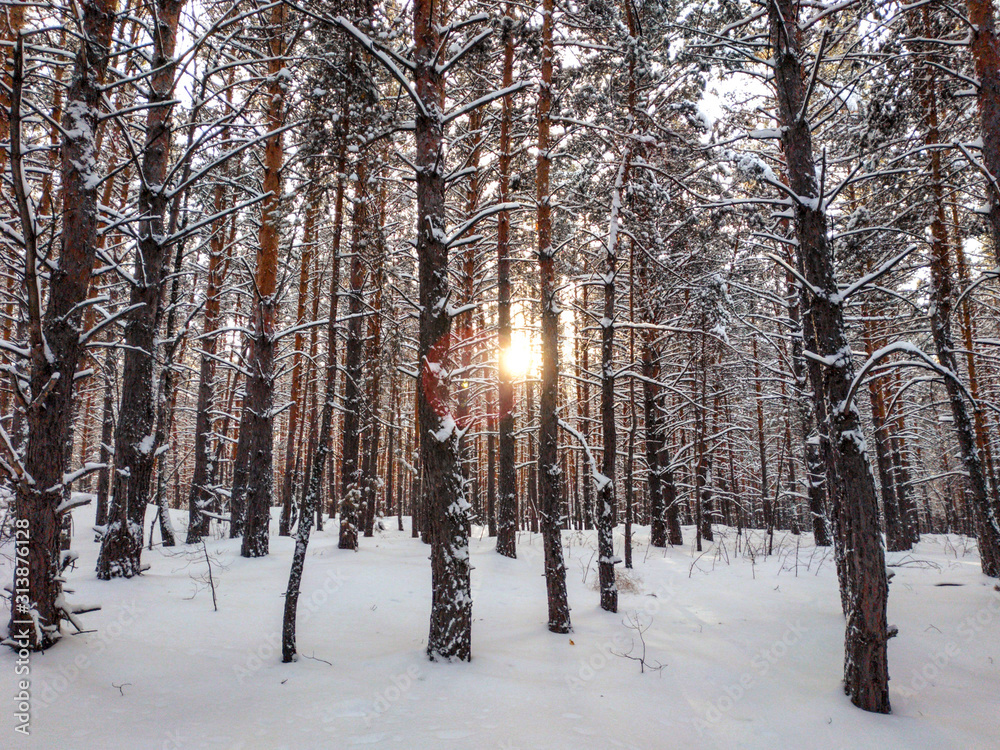 Fototapeta premium winter pine forest at sunset the sun breaks through the rows of snow covered trees