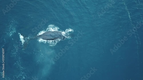 Humpback whale fin splashing, second one shows up, drone view