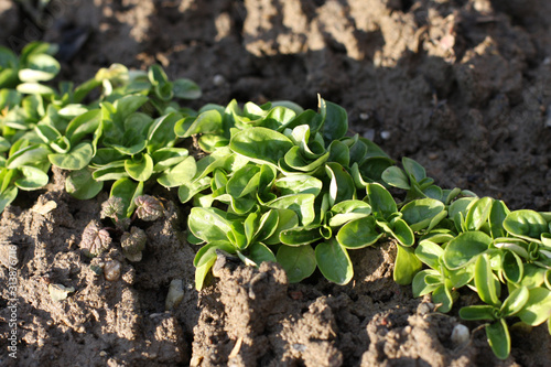 Photos Corn Salad, Field salad, Lamb's Lettuce (Valerianella locusta) in the garden, ready to cut