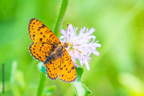 Melitaea didyma, red-band fritillary or spotted fritillary butterfly © Sander Meertins