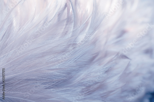 Wallpaper Mural Image nature art of wings bird,Soft pastel detail of design,chicken feather texture,white fluffy twirled on transparent background wallpaper Abstract. Coral Pink color trends and  vintage. Torontodigital.ca